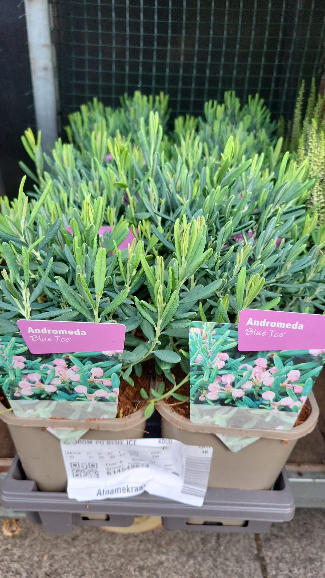 Mixed Plants 7cm - 30cm Pots (LOCAL PICKUP / DELIVERY ONLY)