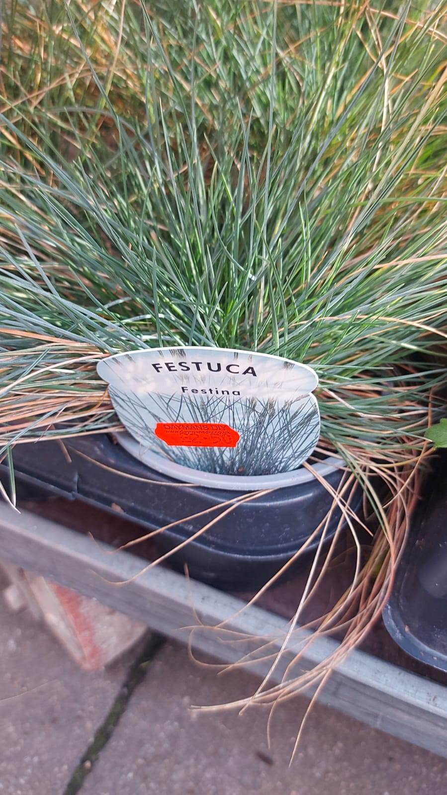 Winter Plants Pots & Bedding Trays (4") (LOCAL PICKUP / DELIVERY ONLY)