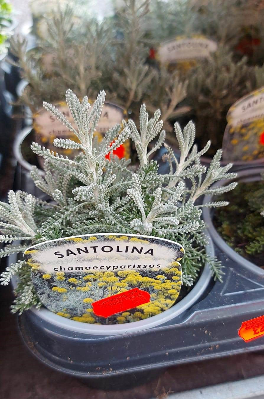 Winter Plants Pots & Bedding Trays (4") (LOCAL PICKUP / DELIVERY ONLY)