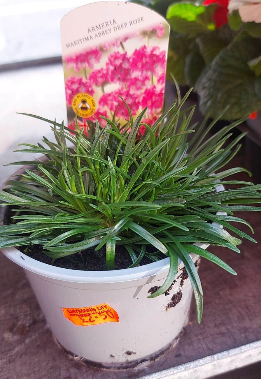 Winter Plants Pots & Bedding Trays (4") (LOCAL PICKUP / DELIVERY ONLY)