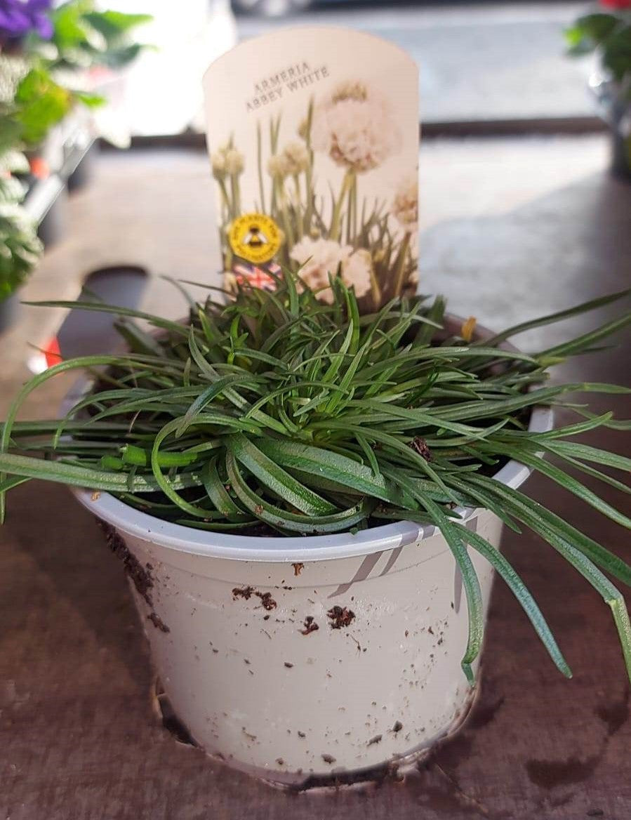 Winter Plants Pots & Bedding Trays (4") (LOCAL PICKUP / DELIVERY ONLY)