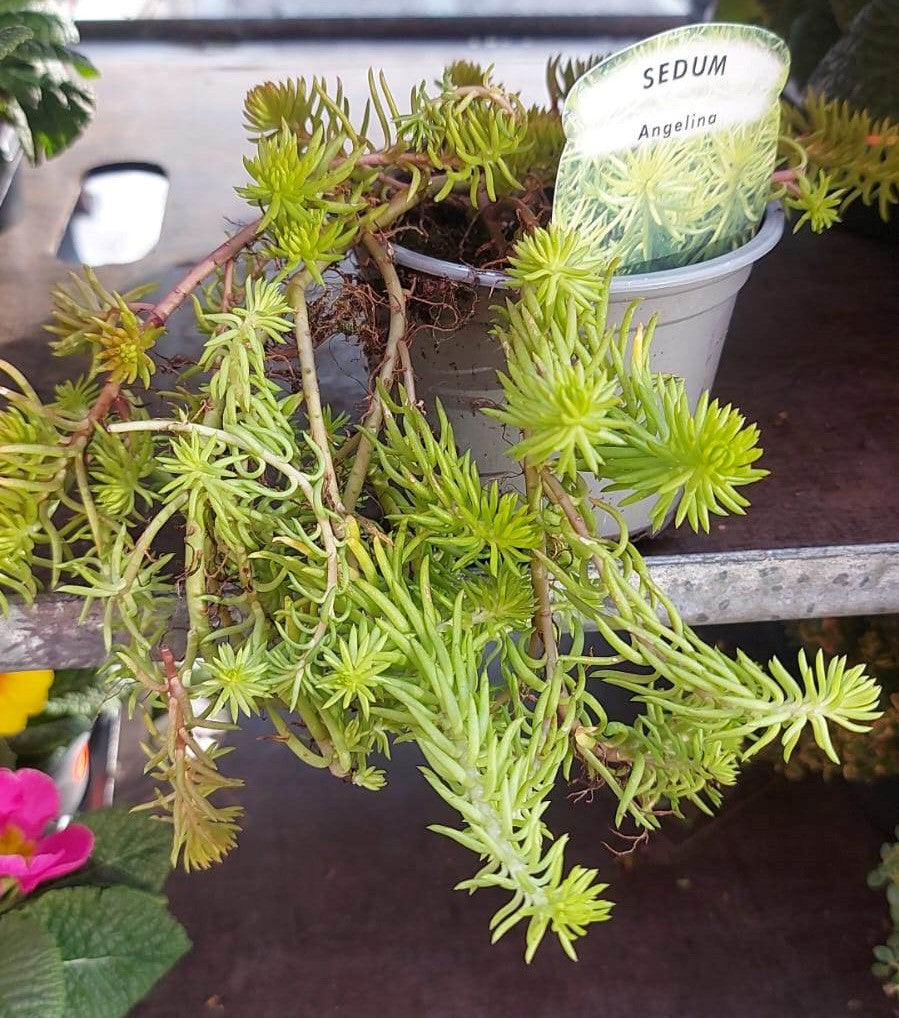 Winter Plants Pots & Bedding Trays (4") (LOCAL PICKUP / DELIVERY ONLY)