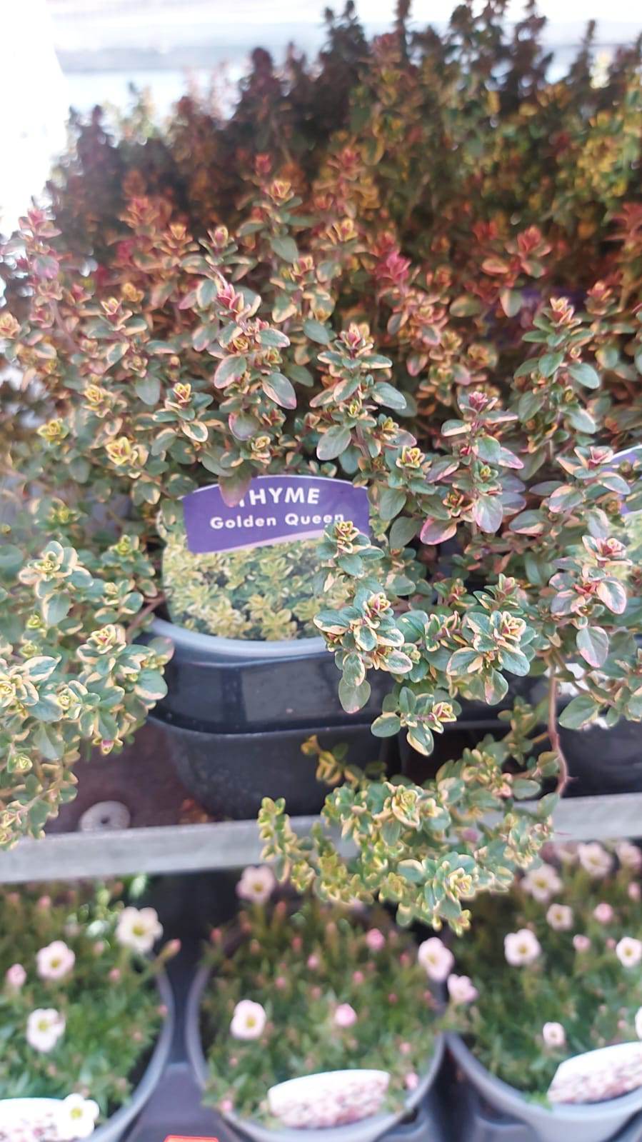 Winter Plants Pots & Bedding Trays (4") (LOCAL PICKUP / DELIVERY ONLY)