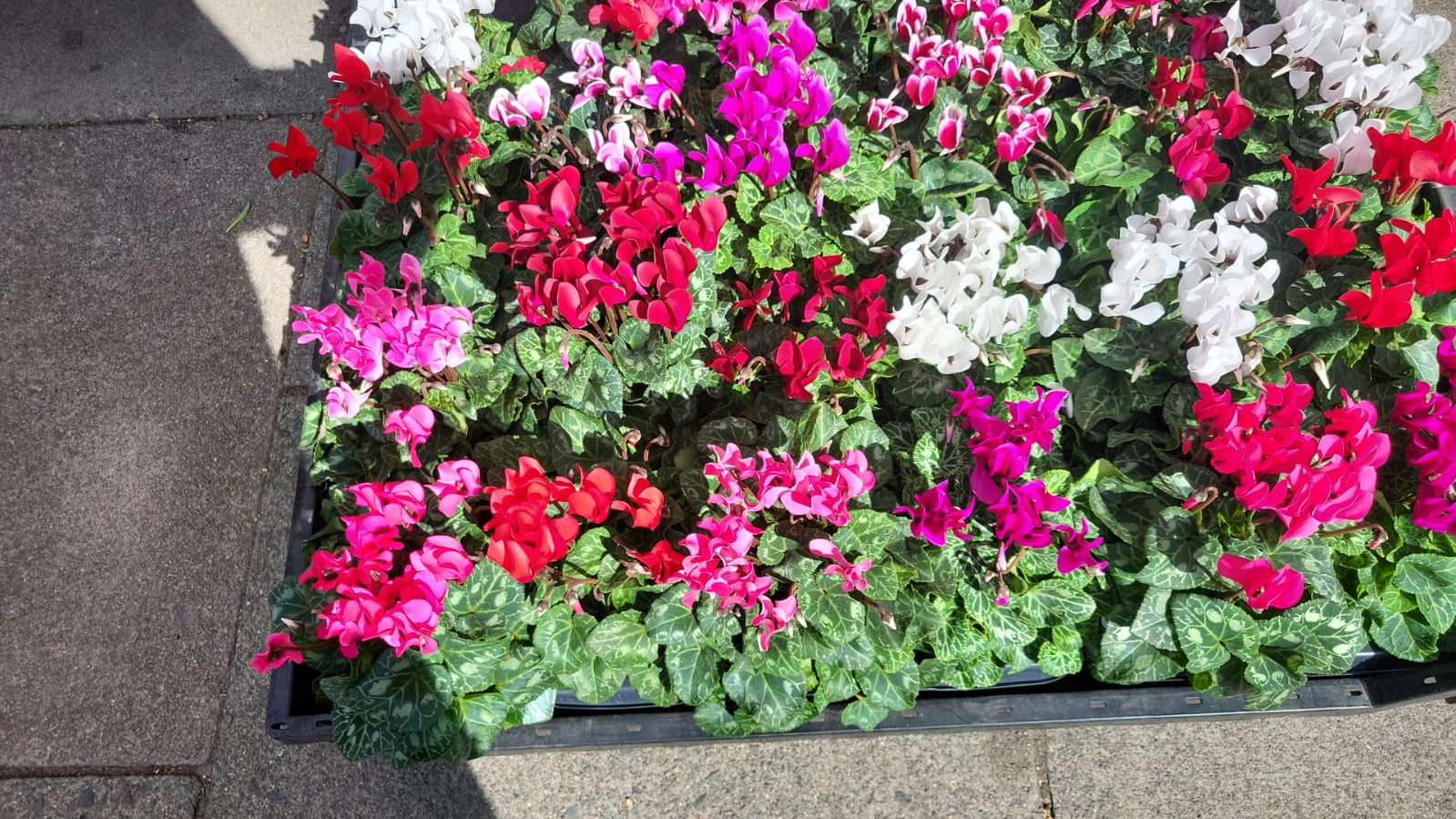 Mixed Plants 7cm - 30cm Pots (LOCAL PICKUP / DELIVERY ONLY)