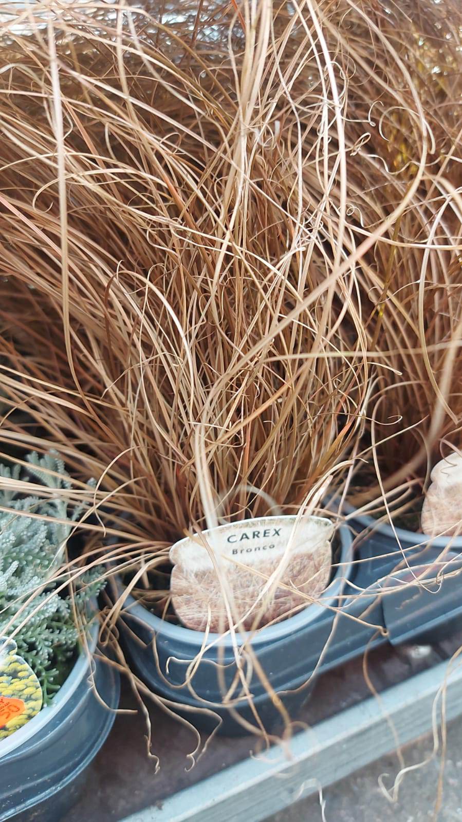 Winter Plants Pots & Bedding Trays (4") (LOCAL PICKUP / DELIVERY ONLY)