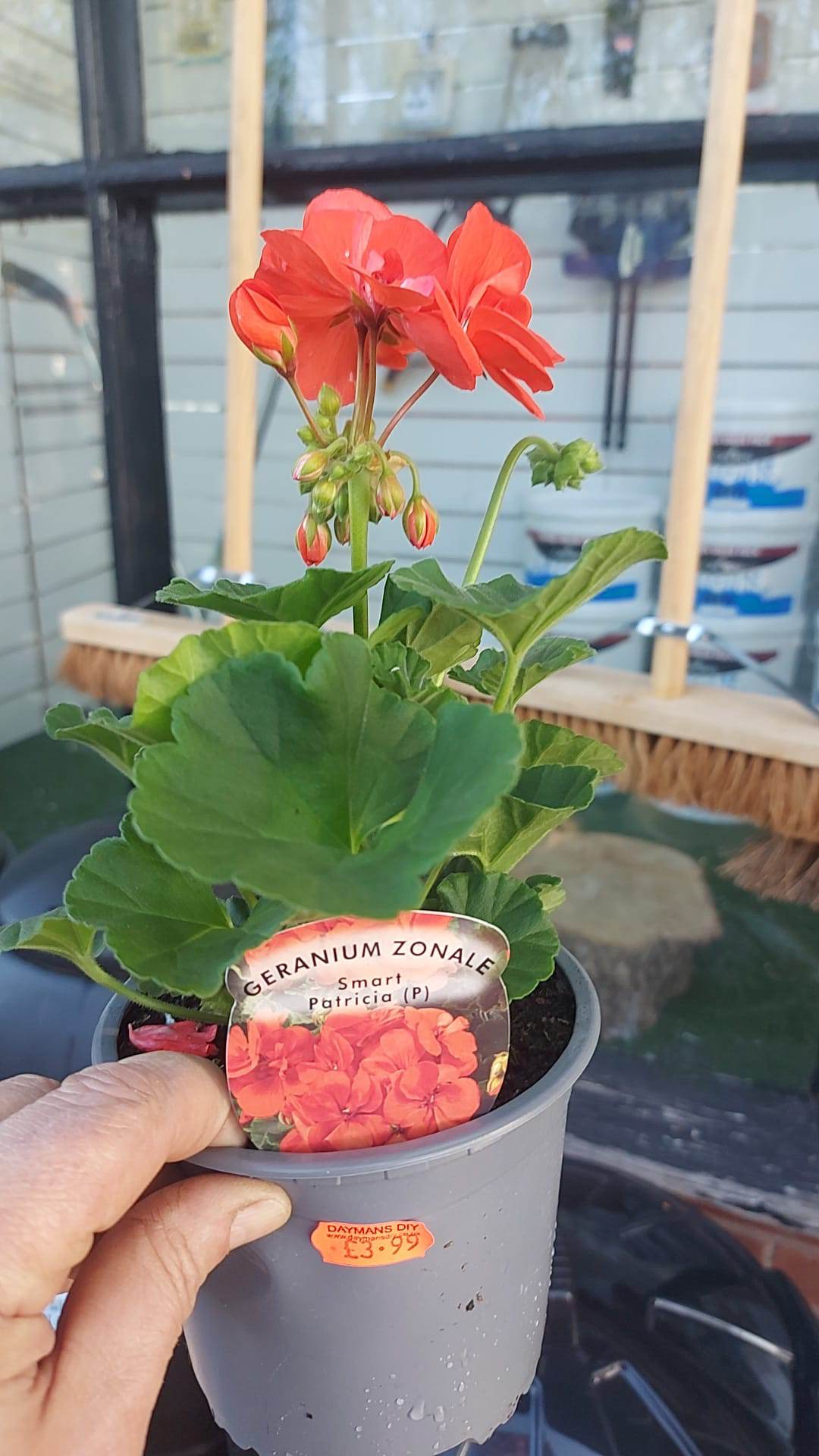 British Grown Trailing Plants Individual Pots & Geraniums- (5 for £10) (LOCAL PICKUP / DELIVERY ONLY)