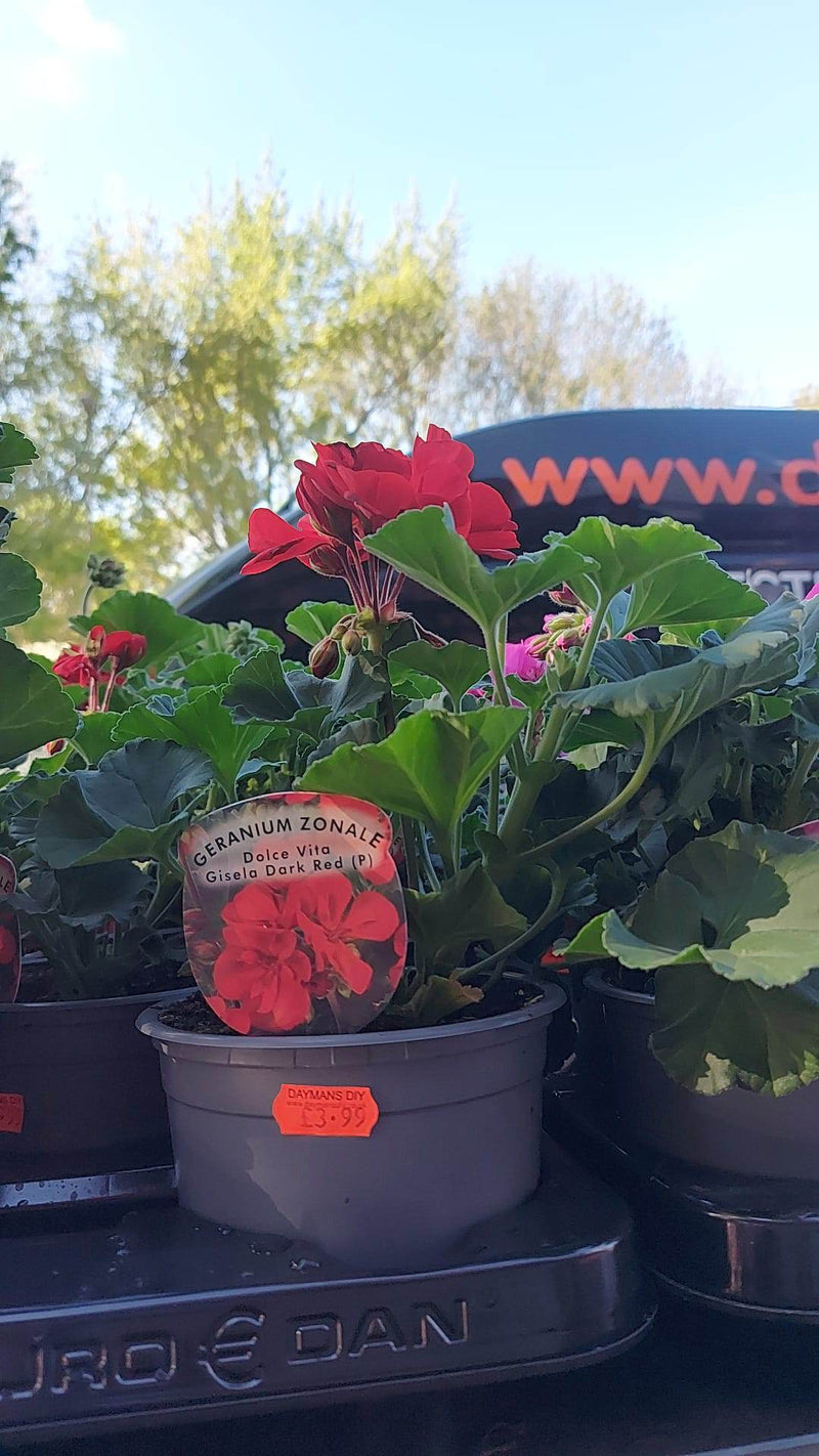 British Grown Summer Bedding Plants - 3 FOR £9.99 (LOCAL PICKUP / DELIVERY ONLY)