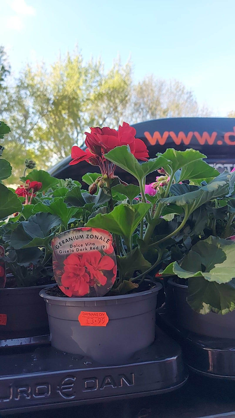 British Grown Summer Bedding Plants - 3 FOR £10 (LOCAL PICKUP / DELIVERY ONLY)