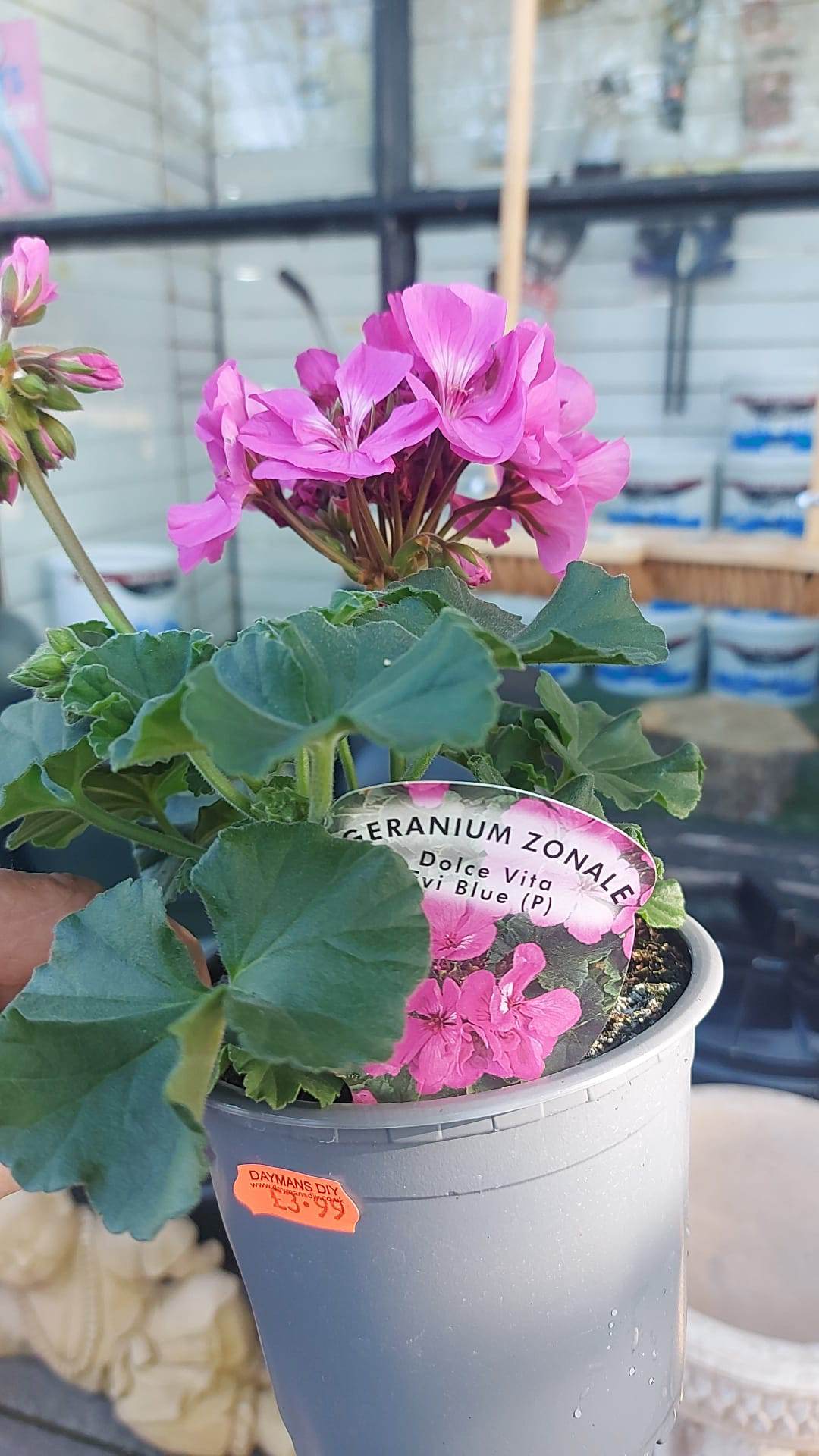 British Grown Trailing Plants Individual Pots & Geraniums- (5 for £10) (LOCAL PICKUP / DELIVERY ONLY)