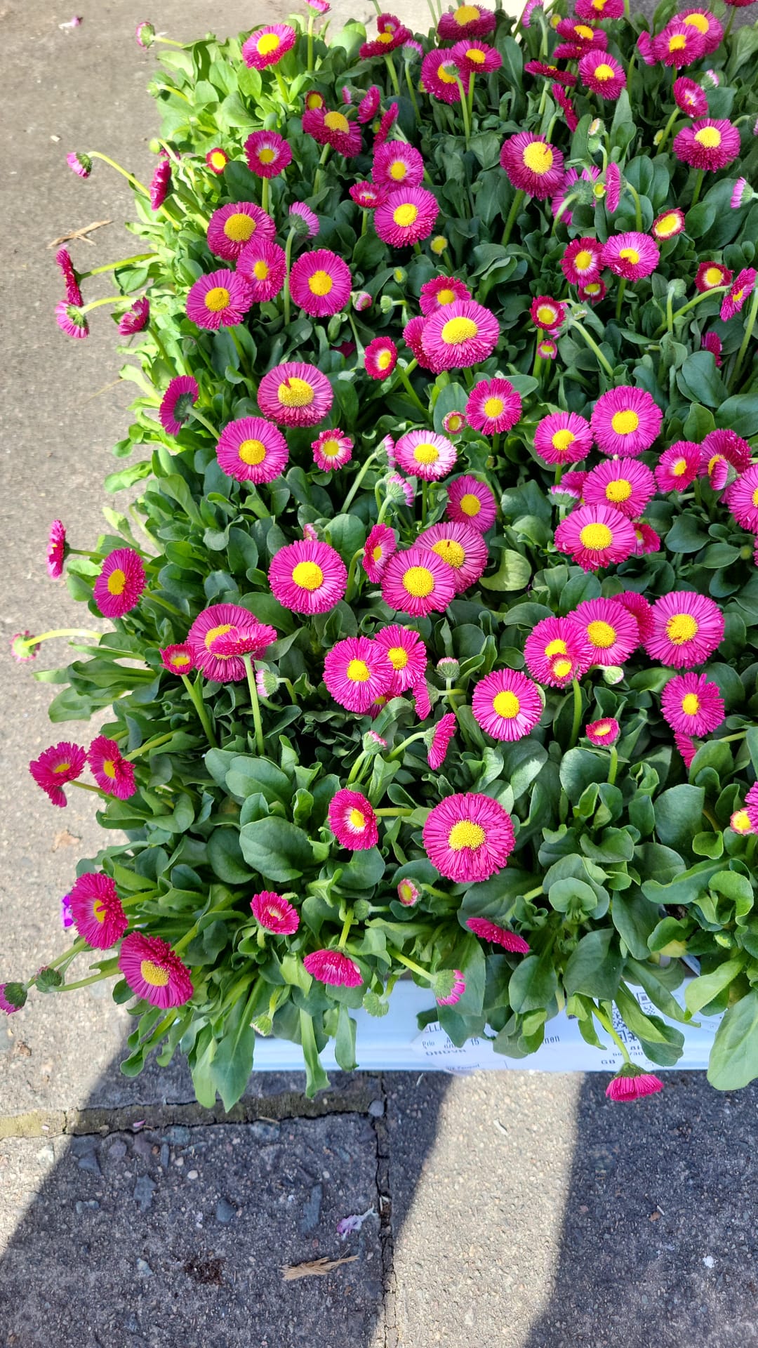 Mixed Plants 10cm - 30cm Pots (LOCAL PICKUP / DELIVERY ONLY)