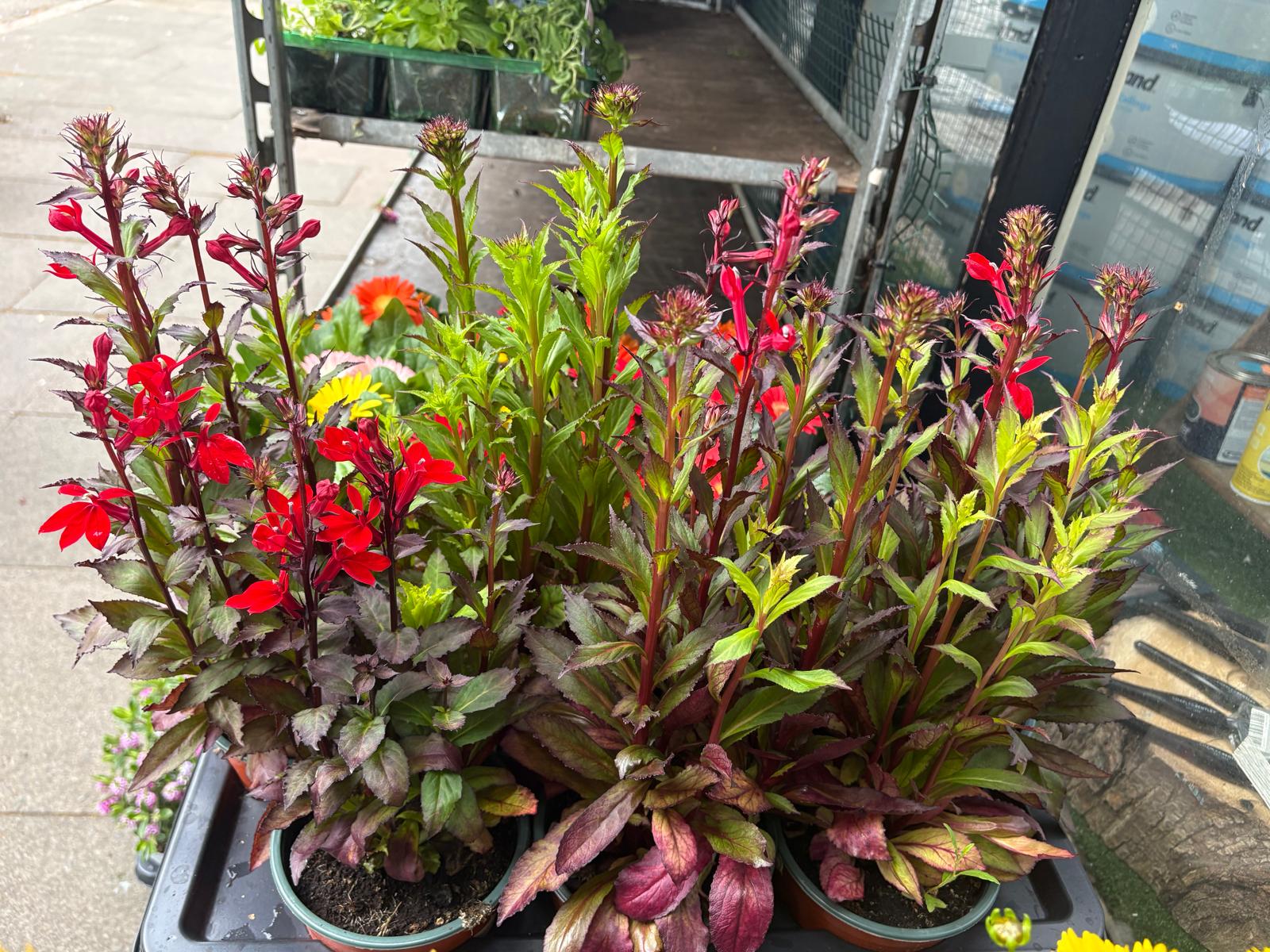 Mixed Plants 7cm - 30cm Pots (LOCAL PICKUP / DELIVERY ONLY)