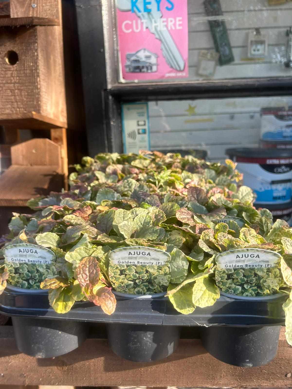 Winter Plants Pots & Bedding Trays (4") (LOCAL PICKUP / DELIVERY ONLY)