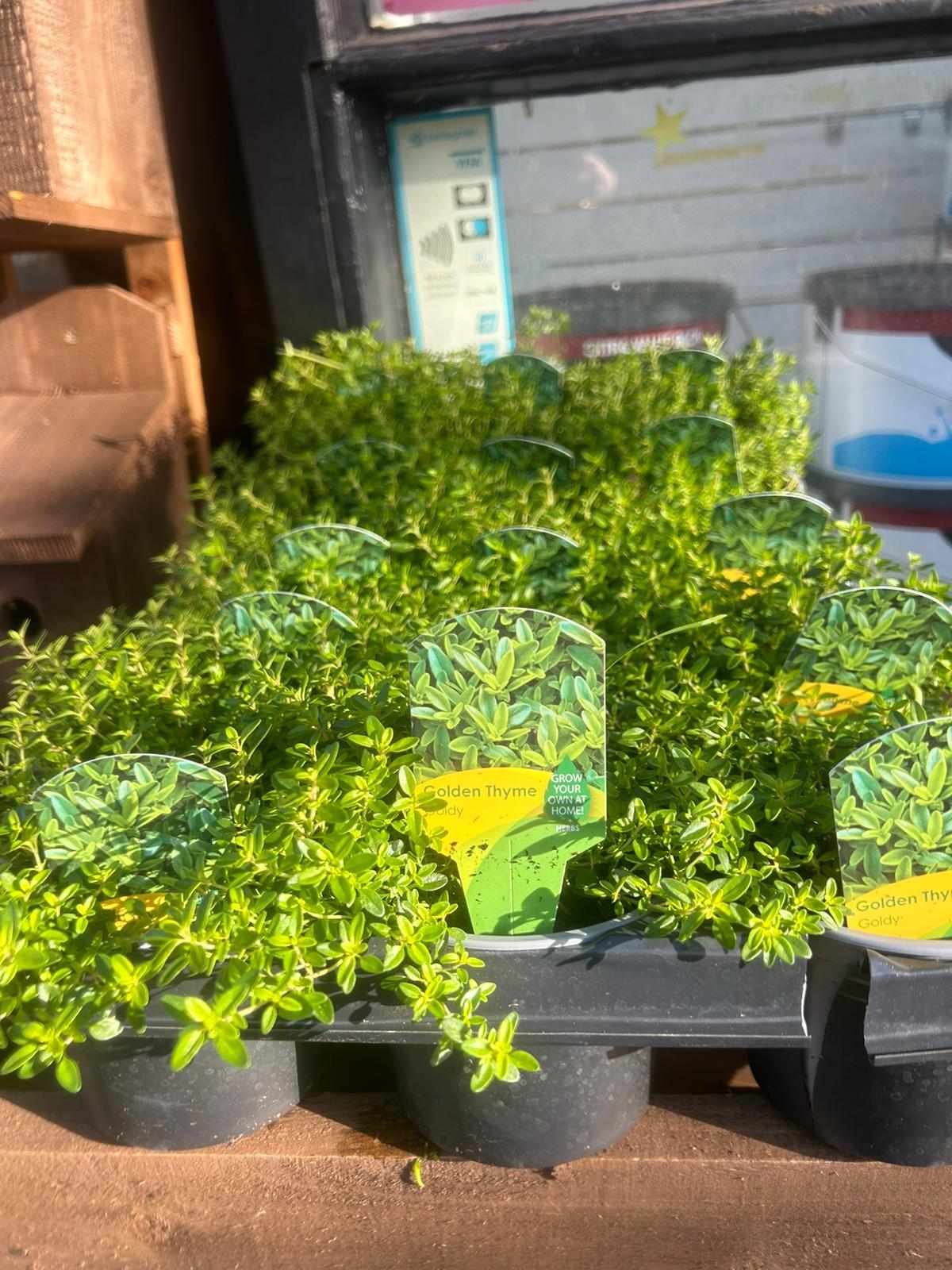 Winter Plants Pots & Bedding Trays (4") (LOCAL PICKUP / DELIVERY ONLY)