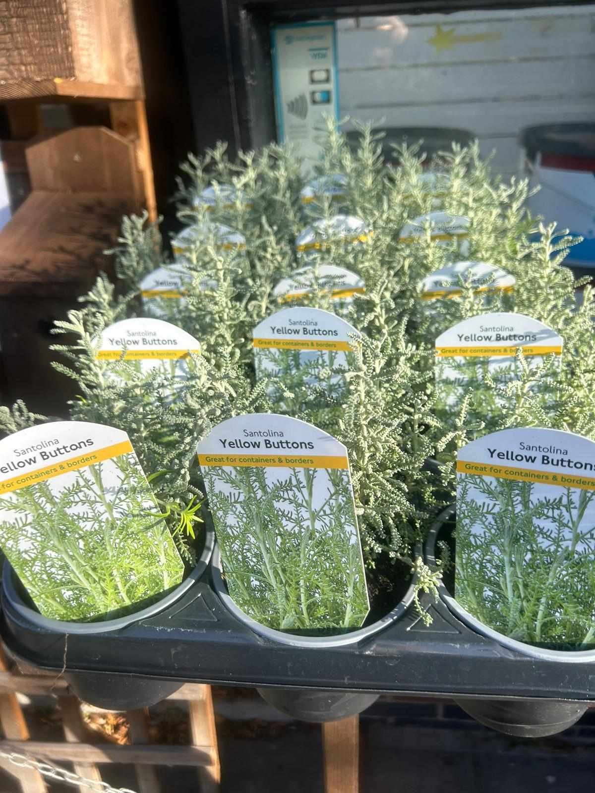 Winter Plants Pots & Bedding Trays (4") (LOCAL PICKUP / DELIVERY ONLY)