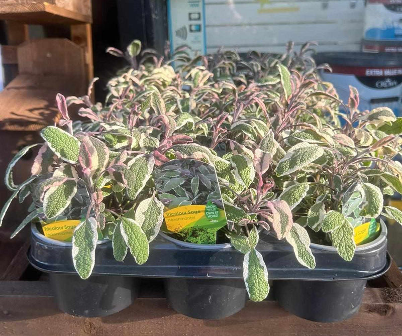 Winter Plants Pots & Bedding Trays (4") (LOCAL PICKUP / DELIVERY ONLY)