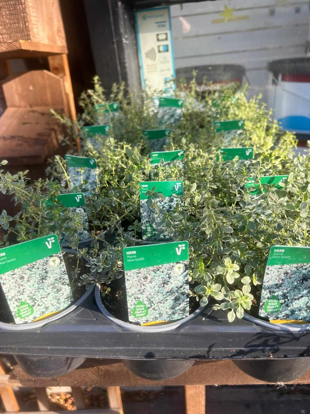 Winter Plants Pots & Bedding Trays (4") (LOCAL PICKUP / DELIVERY ONLY)
