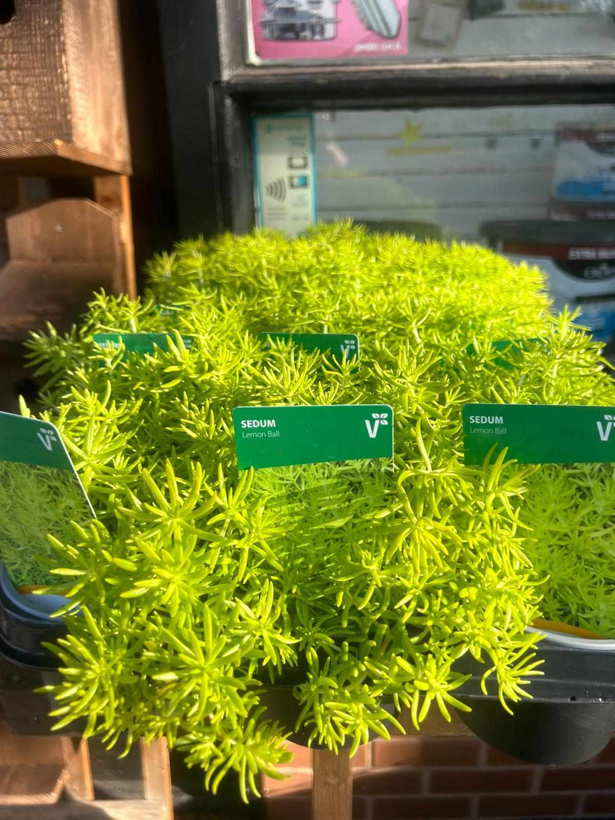 Winter Plants Pots & Bedding Trays (4") (LOCAL PICKUP / DELIVERY ONLY)