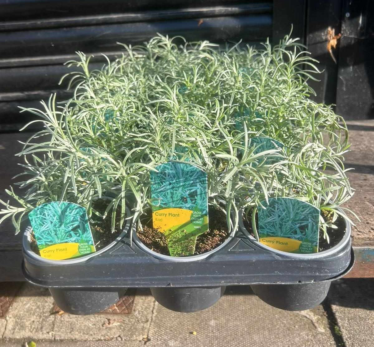 Winter Plants Pots & Bedding Trays (4") (LOCAL PICKUP / DELIVERY ONLY)