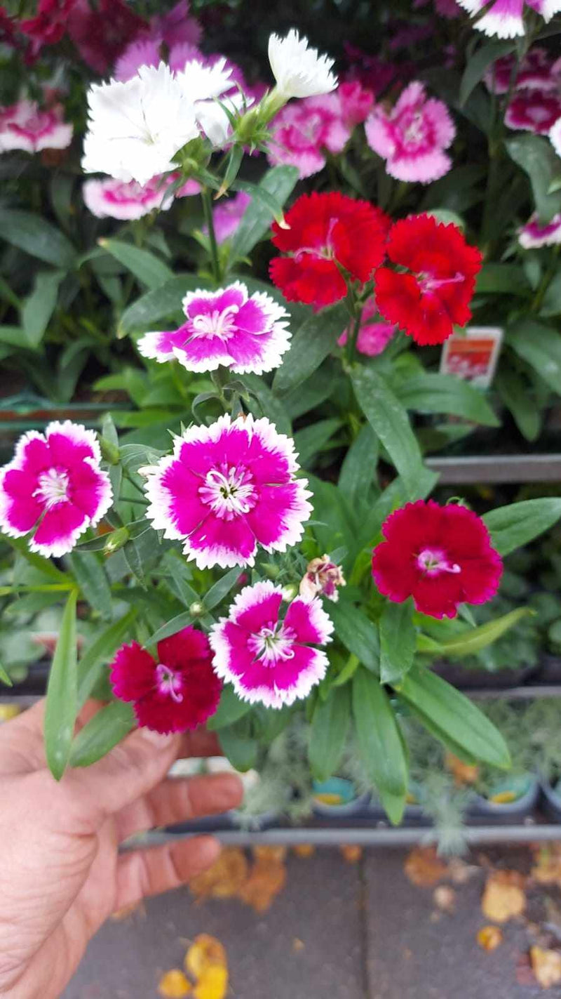 British Grown Mixed Dianthus (LOCAL PICKUP / DELIVERY ONLY)