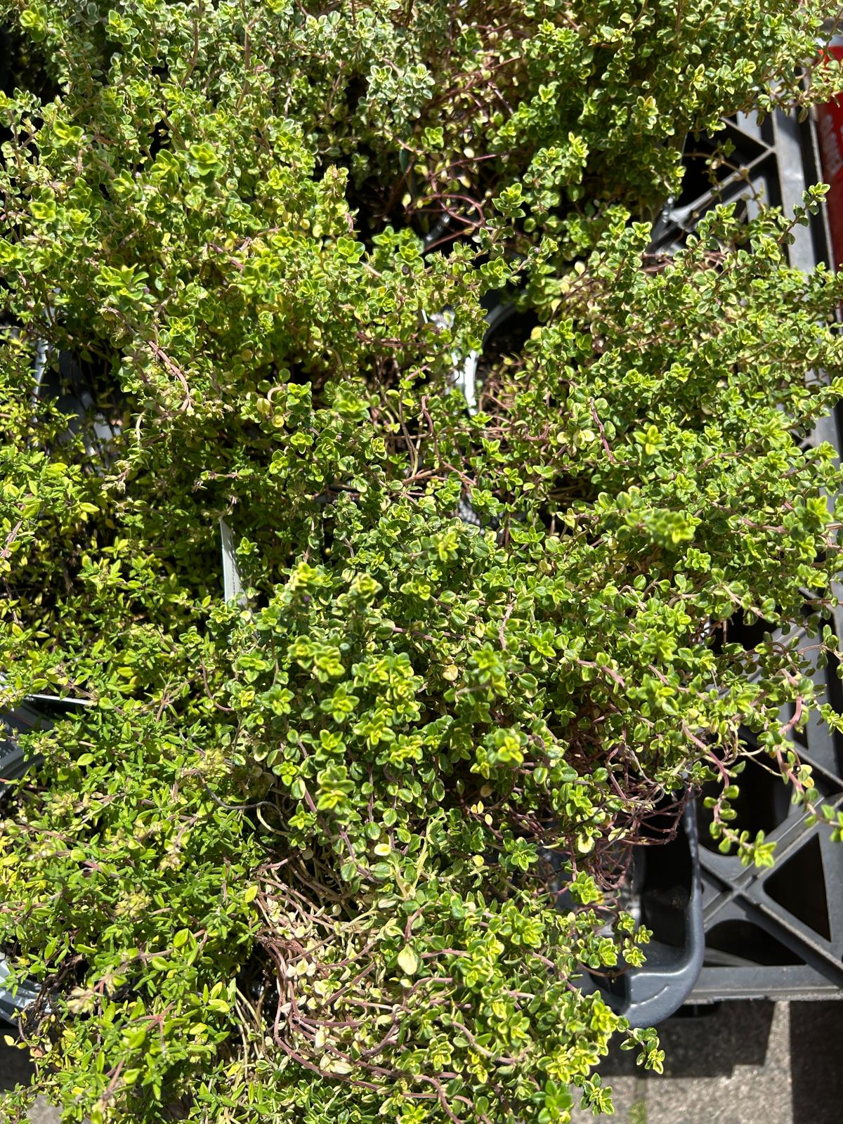 Chilli & Peppers Plants (LOCAL PICKUP / DELIVERY ONLY)