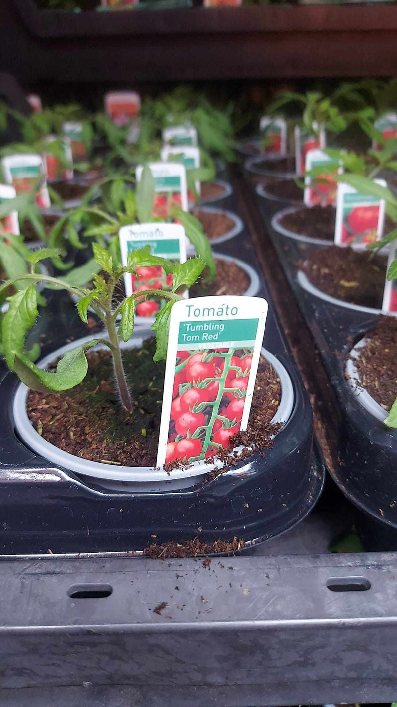 Tomato & Cucumber Plants - (LOCAL PICKUP / DELIVERY ONLY)