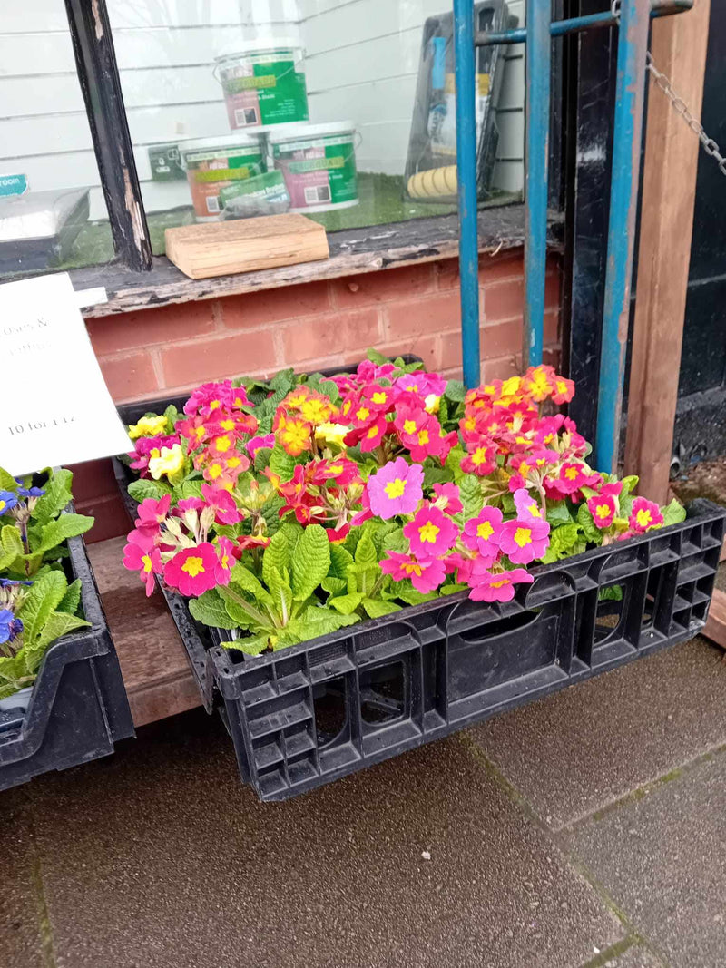 Primroses & Polyanthus British Grown (LOCAL PICKUP / DELIVERY ONLY)