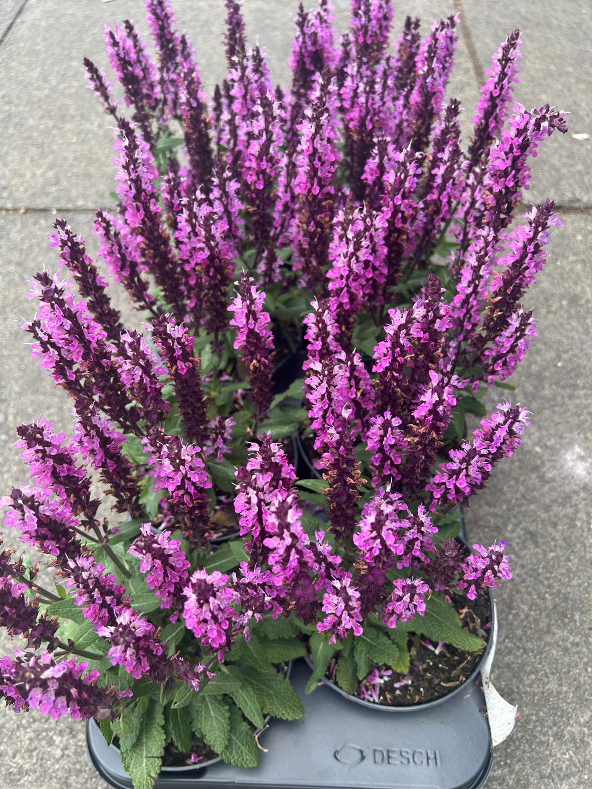 Mixed Plants 7cm - 30cm Pots (LOCAL PICKUP / DELIVERY ONLY)