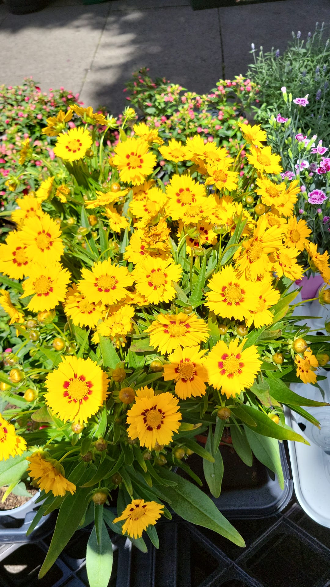 Mixed Summer Plants 4 inch - 10 inch Pots (LOCAL PICKUP / DELIVERY ONLY)