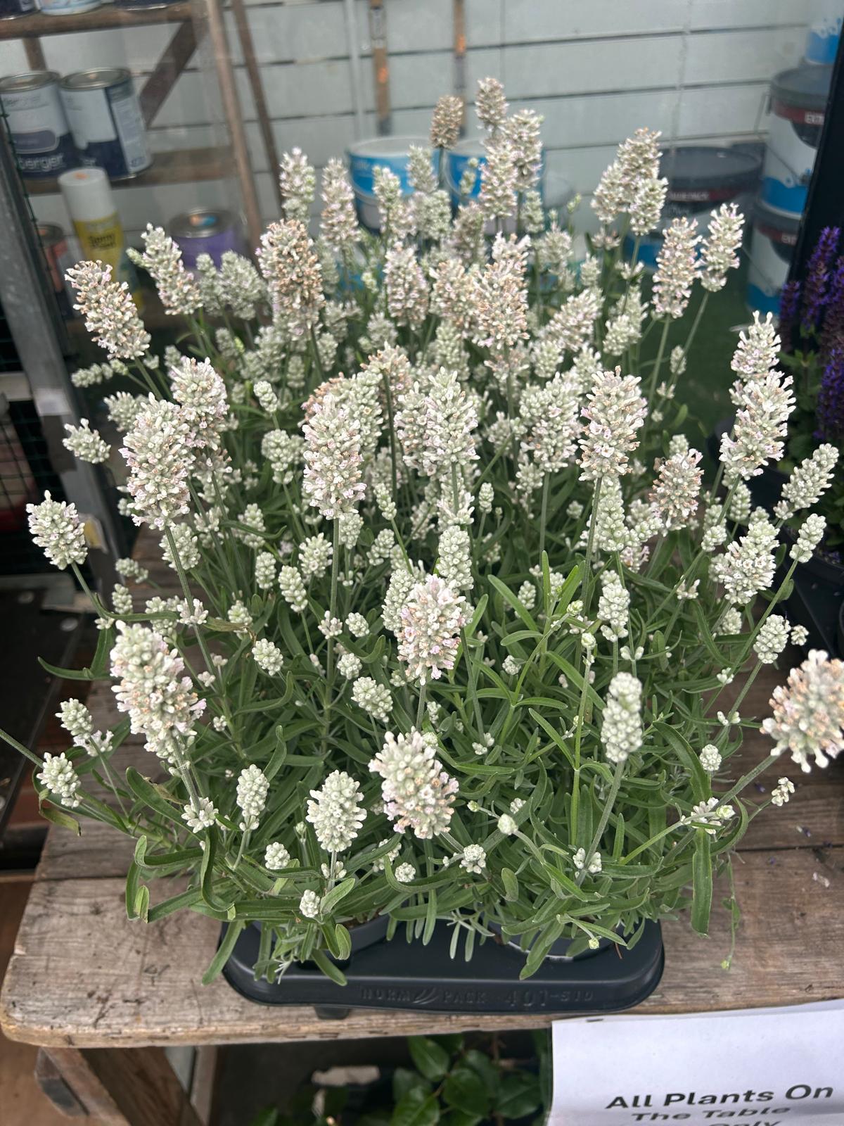 Mixed Plants 7cm - 30cm Pots (LOCAL PICKUP / DELIVERY ONLY)