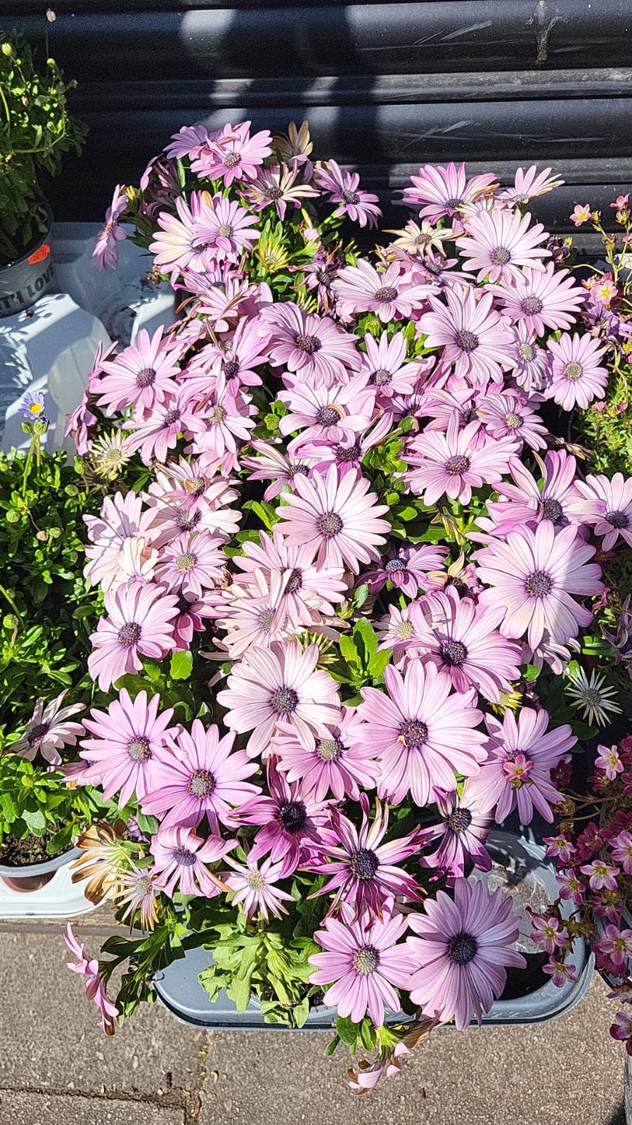 Mixed Plants 10cm - 30cm Pots (LOCAL PICKUP / DELIVERY ONLY)