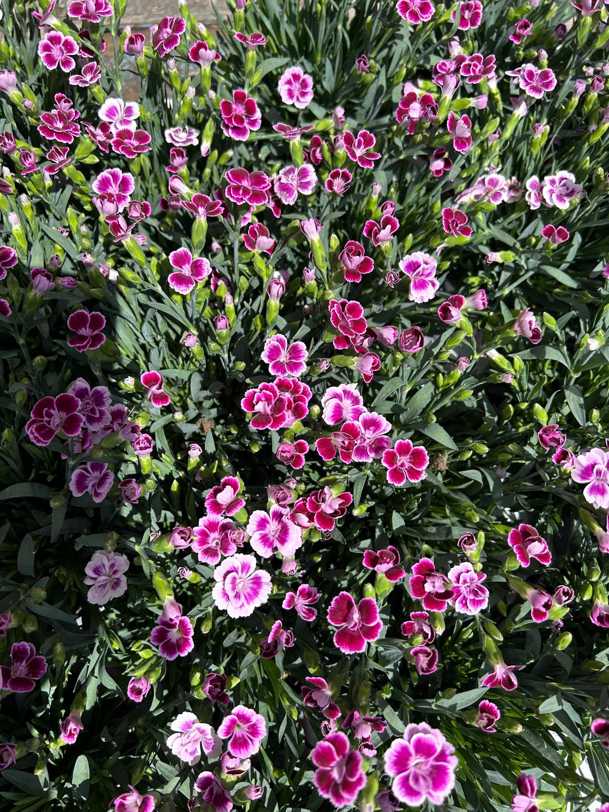 Mixed Summer Plants 4 inch - 10 inch Pots (LOCAL PICKUP / DELIVERY ONLY)