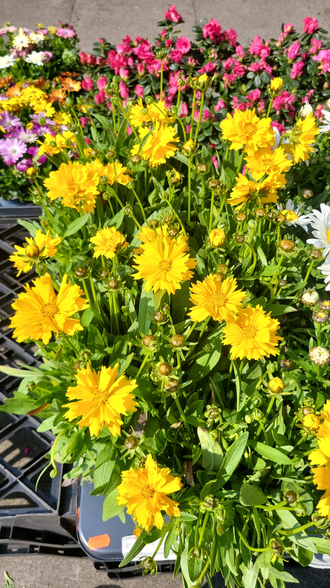 Mixed Plants 7cm - 30cm Pots (LOCAL PICKUP / DELIVERY ONLY)