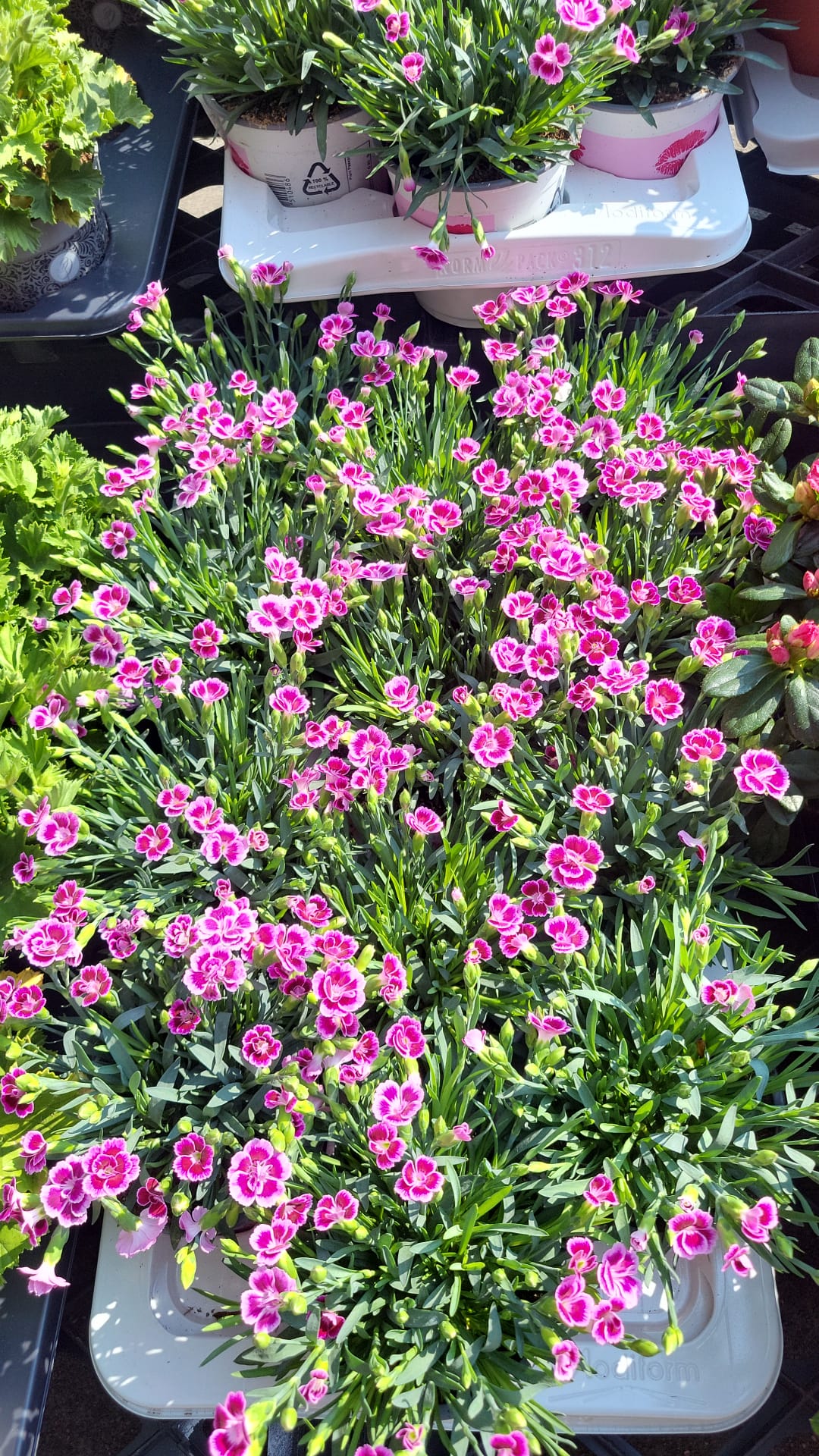 Mixed Plants 7cm - 30cm Pots (LOCAL PICKUP / DELIVERY ONLY)