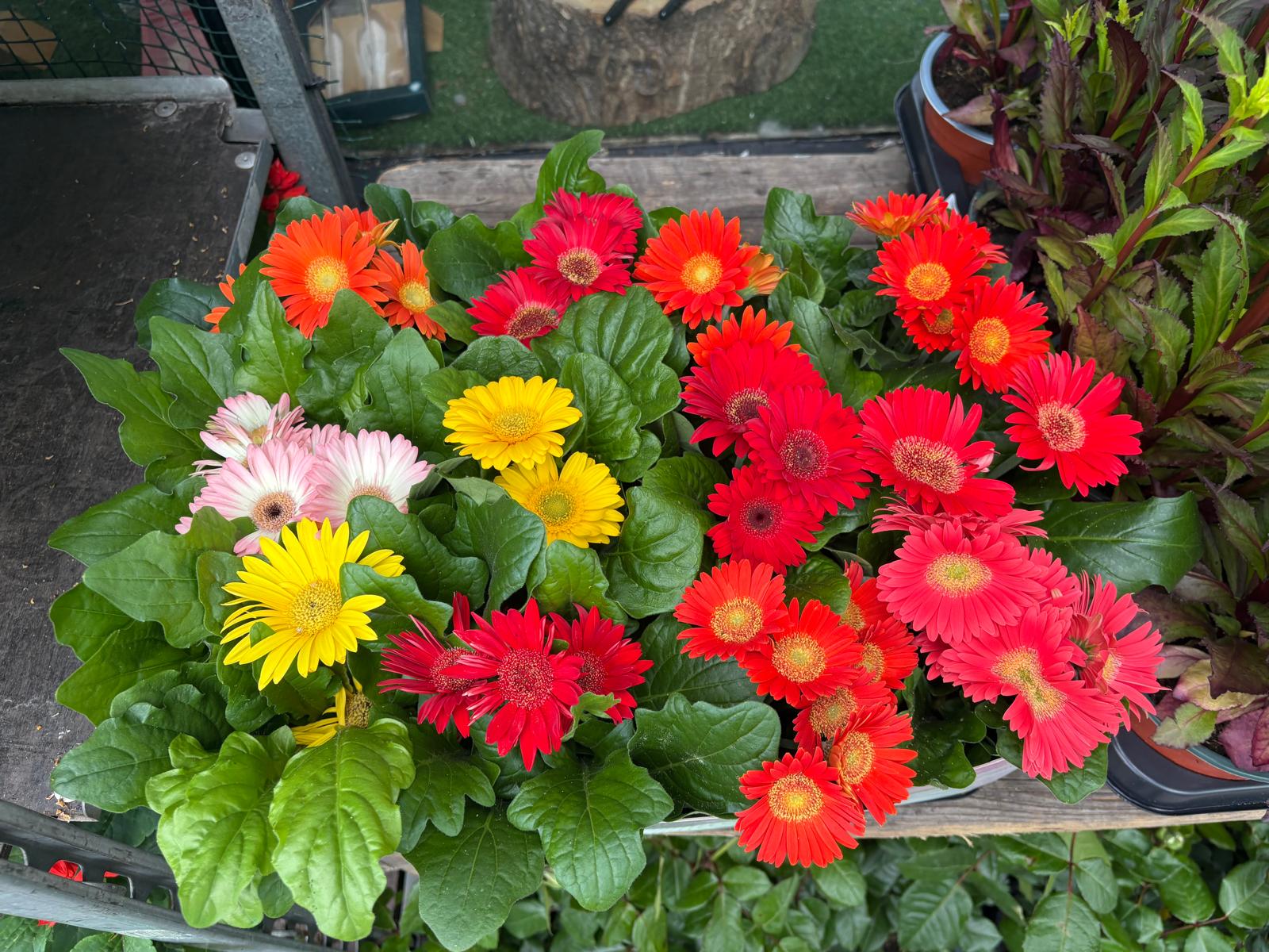 Mixed Plants 7cm - 30cm Pots (LOCAL PICKUP / DELIVERY ONLY)