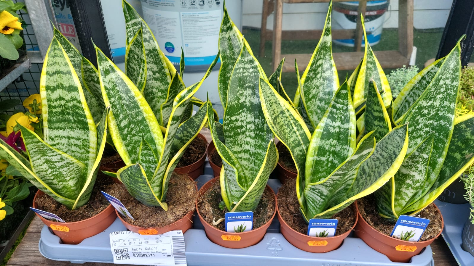 Mixed Plants 7cm - 30cm Pots (LOCAL PICKUP / DELIVERY ONLY)