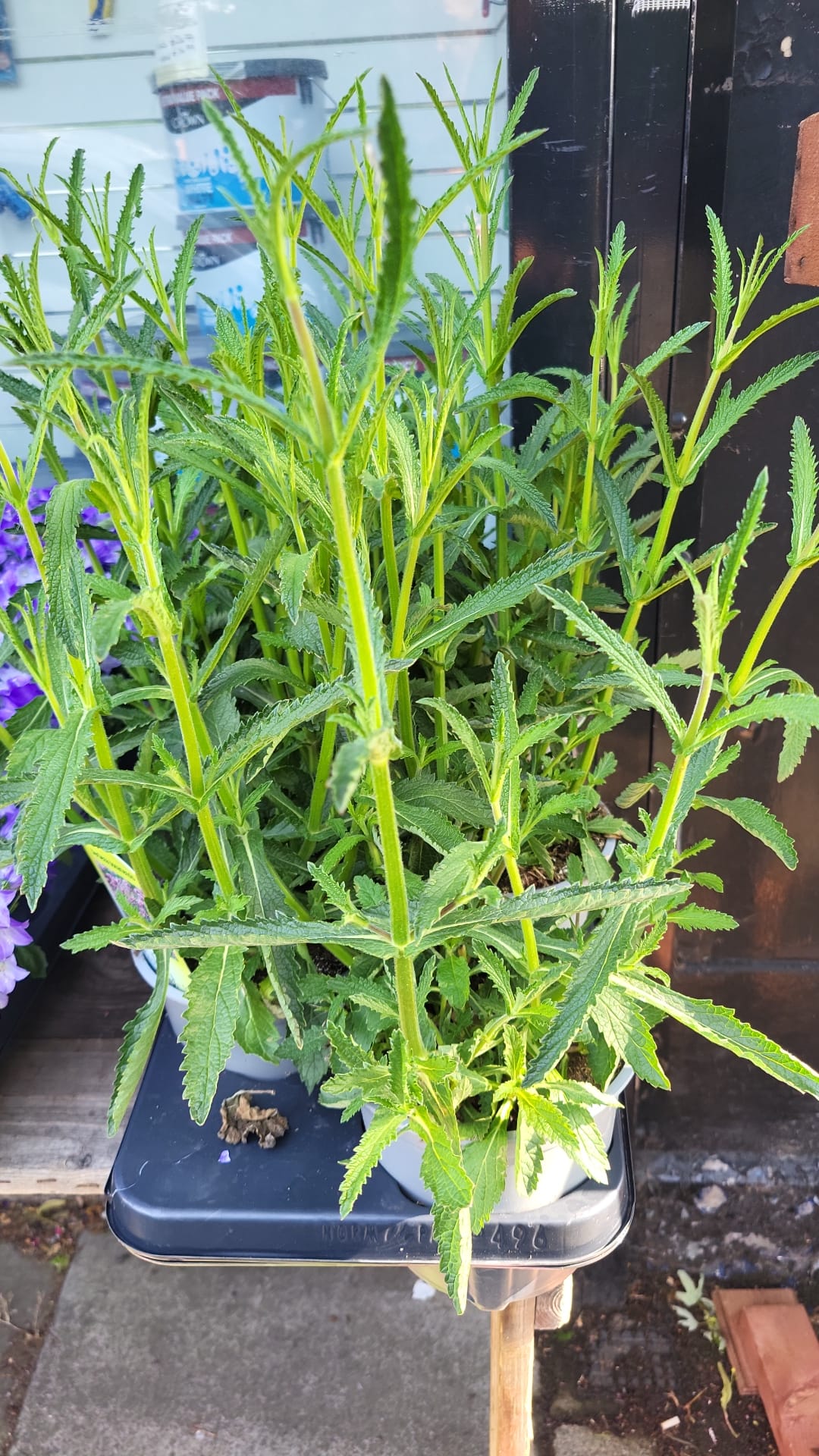 Mixed Plants 7cm - 30cm Pots (LOCAL PICKUP / DELIVERY ONLY)