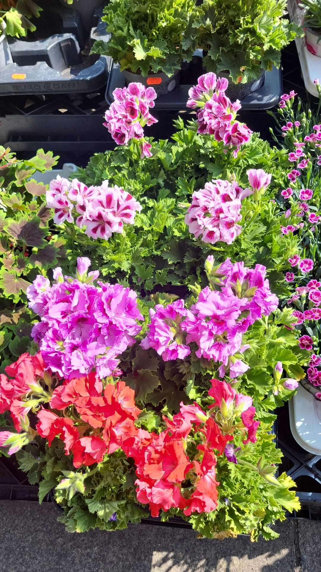 Mixed Plants 7cm - 30cm Pots (LOCAL PICKUP / DELIVERY ONLY)