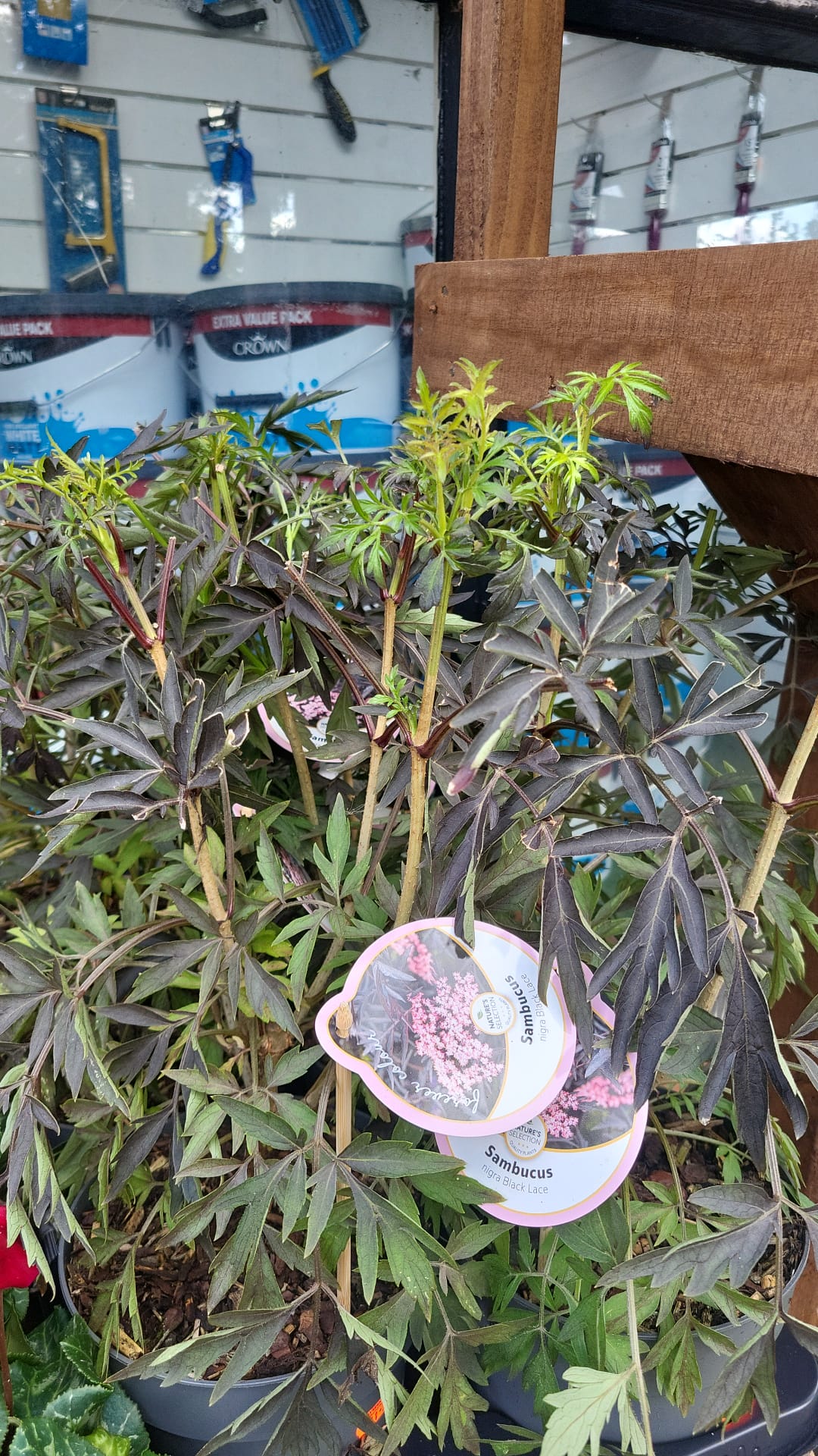 Mixed Plants 7cm - 30cm Pots (LOCAL PICKUP / DELIVERY ONLY)