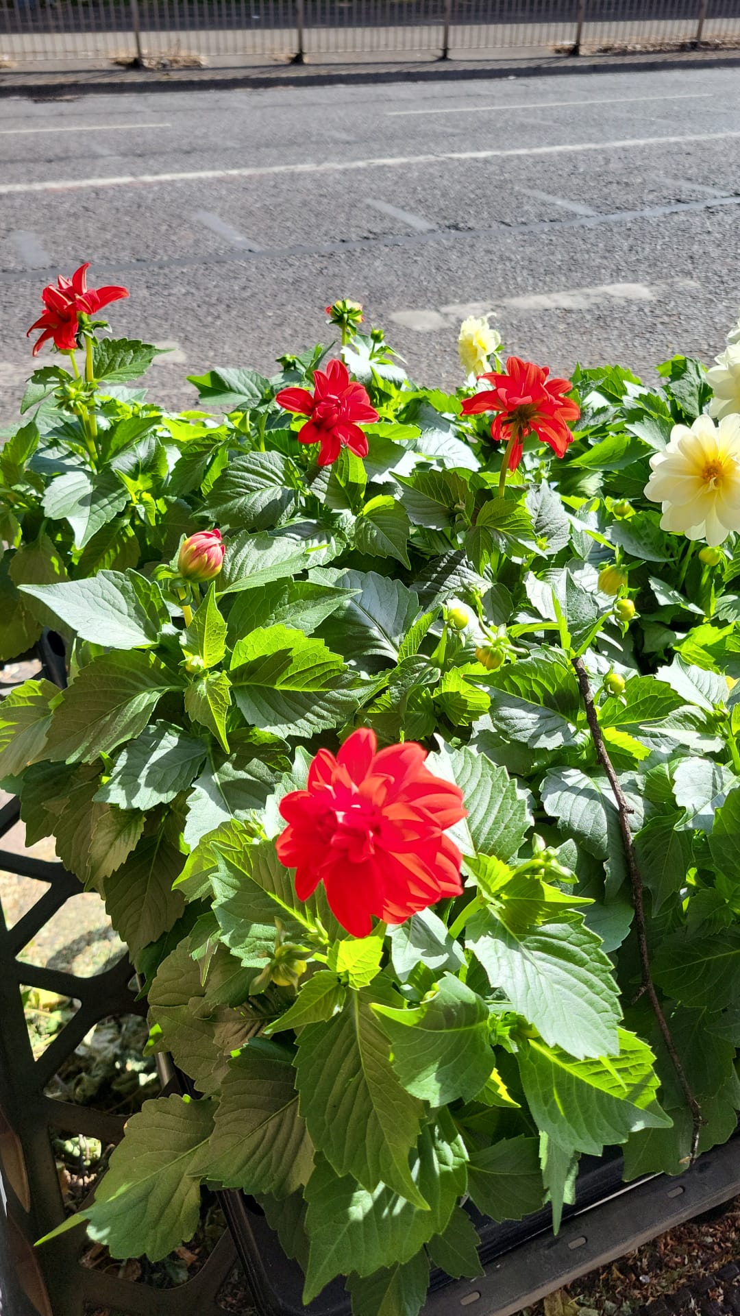 1L Pots Geraniums, Dahlias & Fuchsias (LOCAL PICKUP / DELIVERY ONLY)