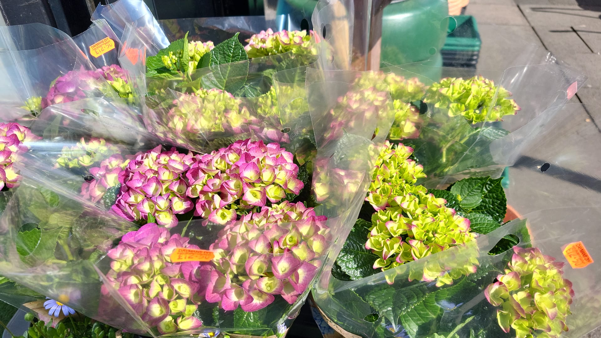 Mixed Plants 10cm - 30cm Pots (LOCAL PICKUP / DELIVERY ONLY)