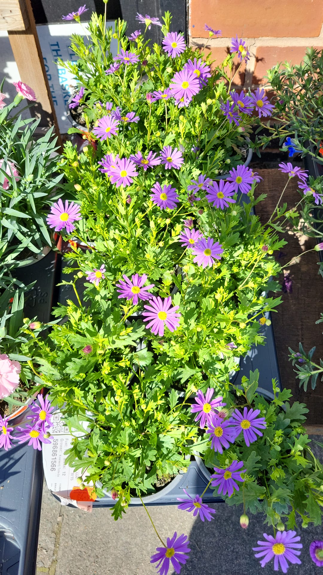 Mixed Plants 10cm - 30cm Pots (LOCAL PICKUP / DELIVERY ONLY)