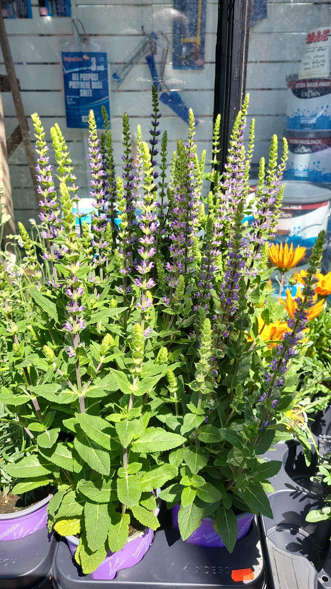 Mixed Plants 7cm - 30cm Pots (LOCAL PICKUP / DELIVERY ONLY)