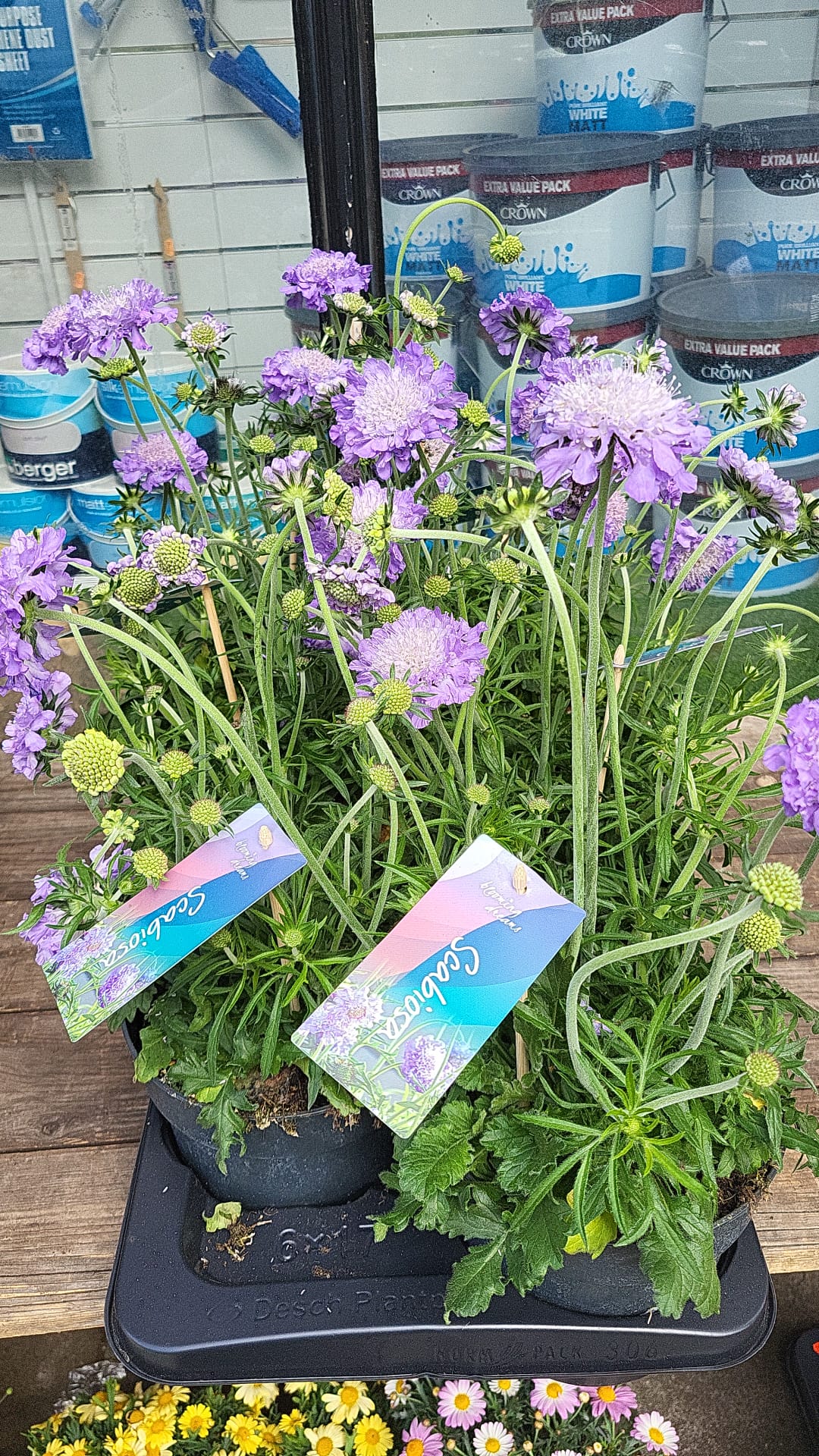 Mixed Plants 7cm - 30cm Pots (LOCAL PICKUP / DELIVERY ONLY)