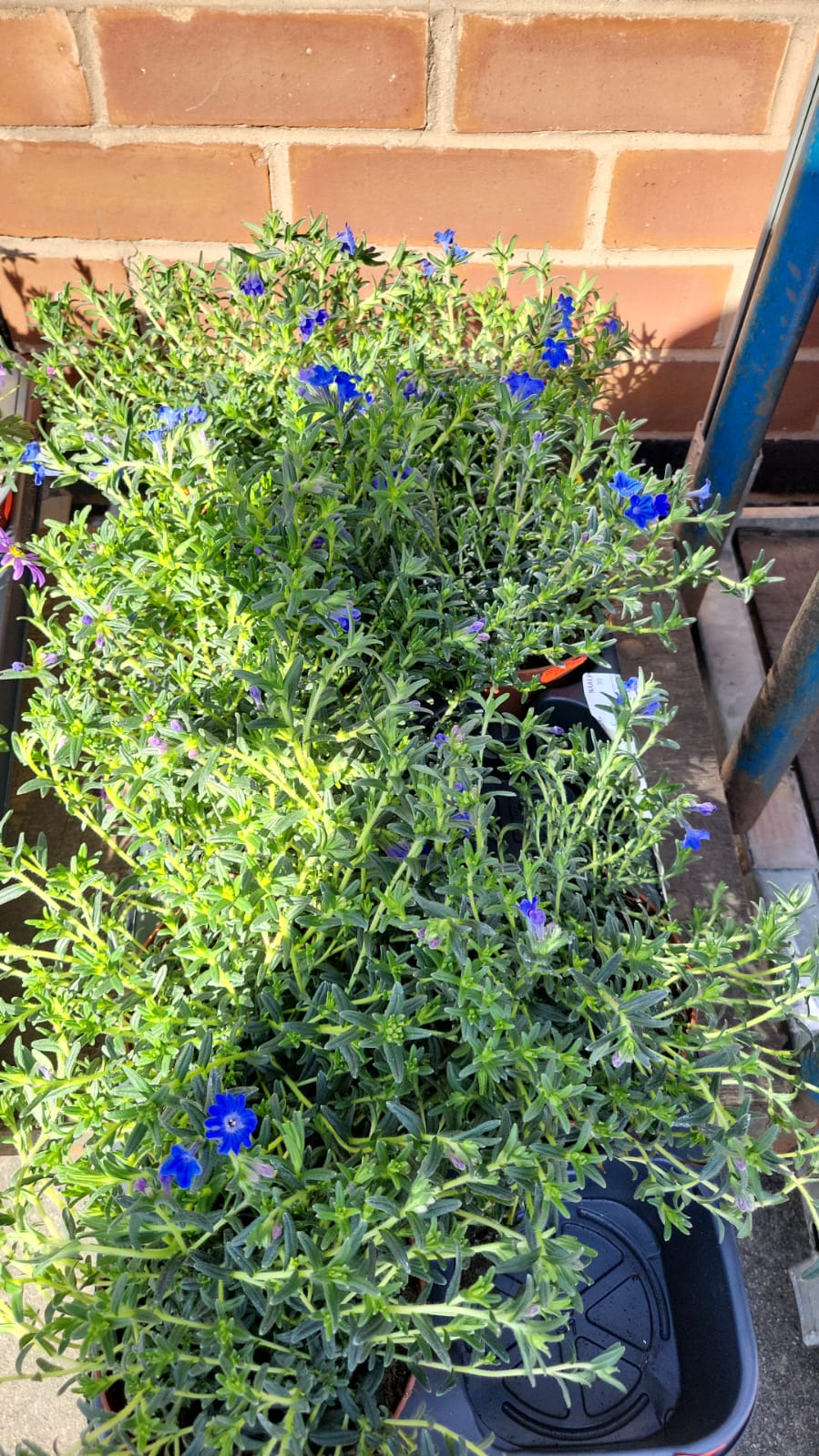 Mixed Plants 10cm - 30cm Pots (LOCAL PICKUP / DELIVERY ONLY)