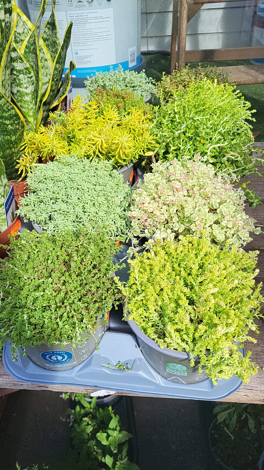 Mixed Plants 7cm - 30cm Pots (LOCAL PICKUP / DELIVERY ONLY)