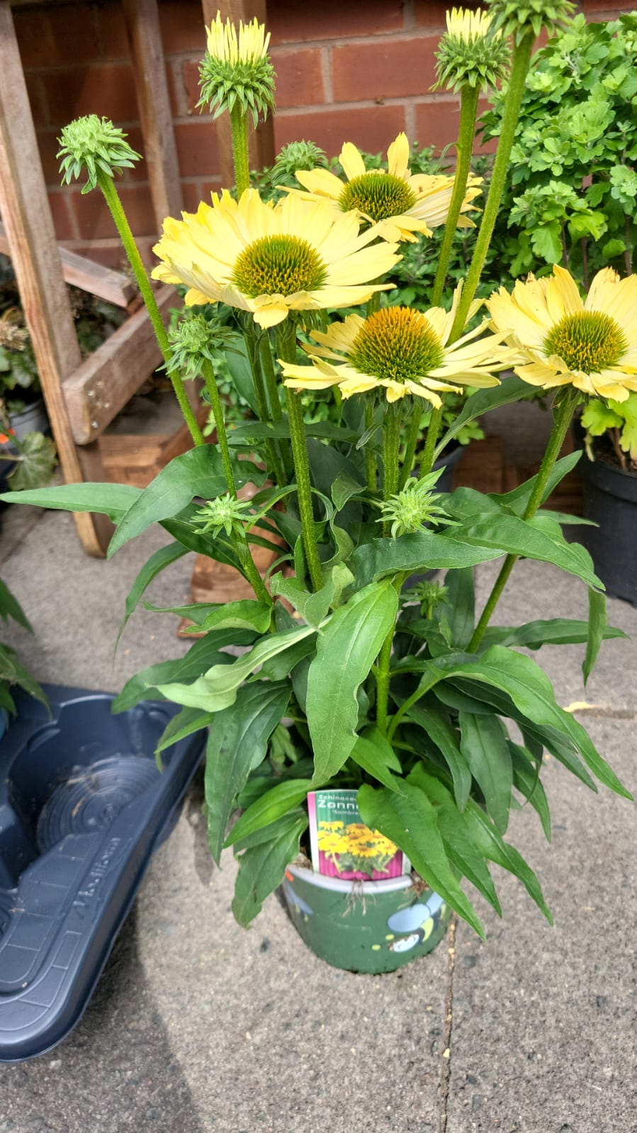 Mixed Plants 7cm - 30cm Pots (LOCAL PICKUP / DELIVERY ONLY)