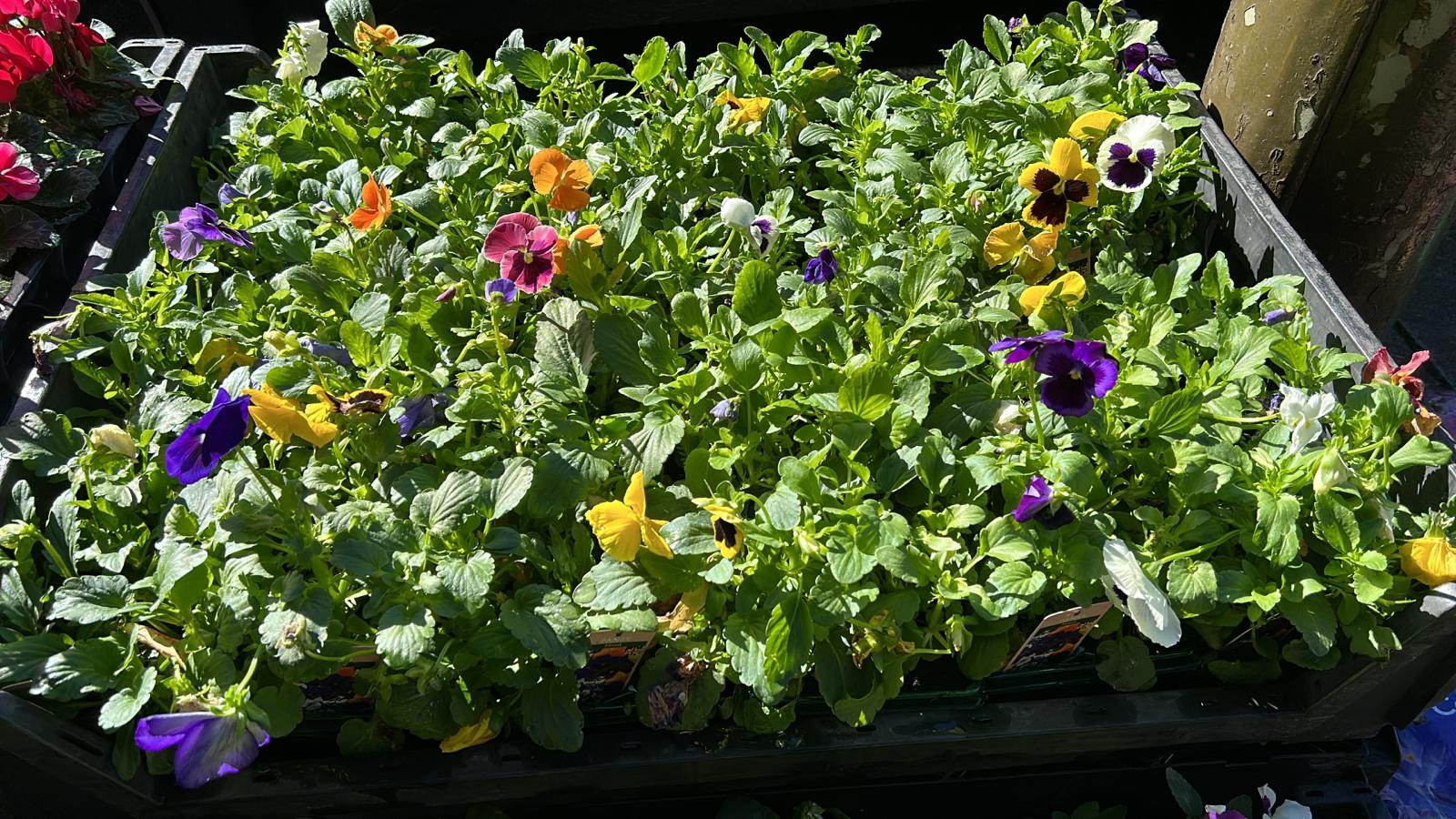 Mixed Plants 7cm - 30cm Pots (LOCAL PICKUP / DELIVERY ONLY)