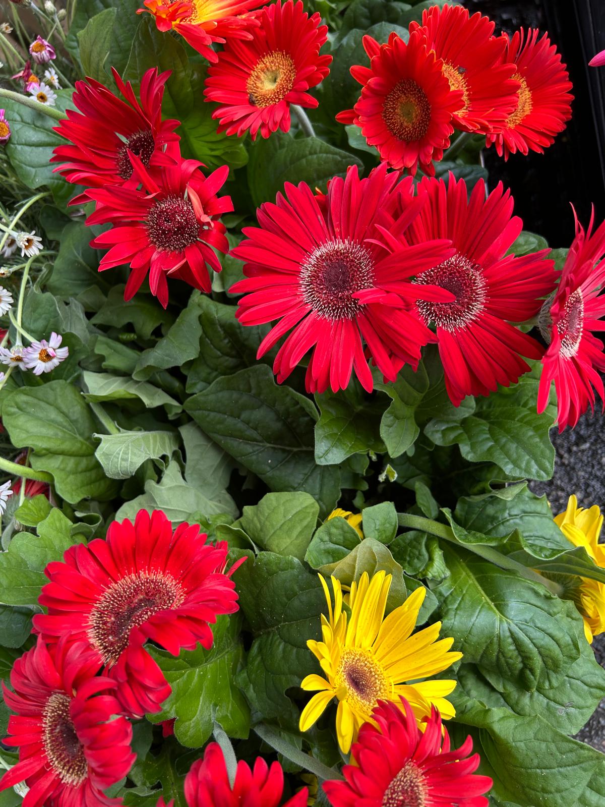 Mixed Summer Plants 4 inch - 10 inch Pots (LOCAL PICKUP / DELIVERY ONLY)