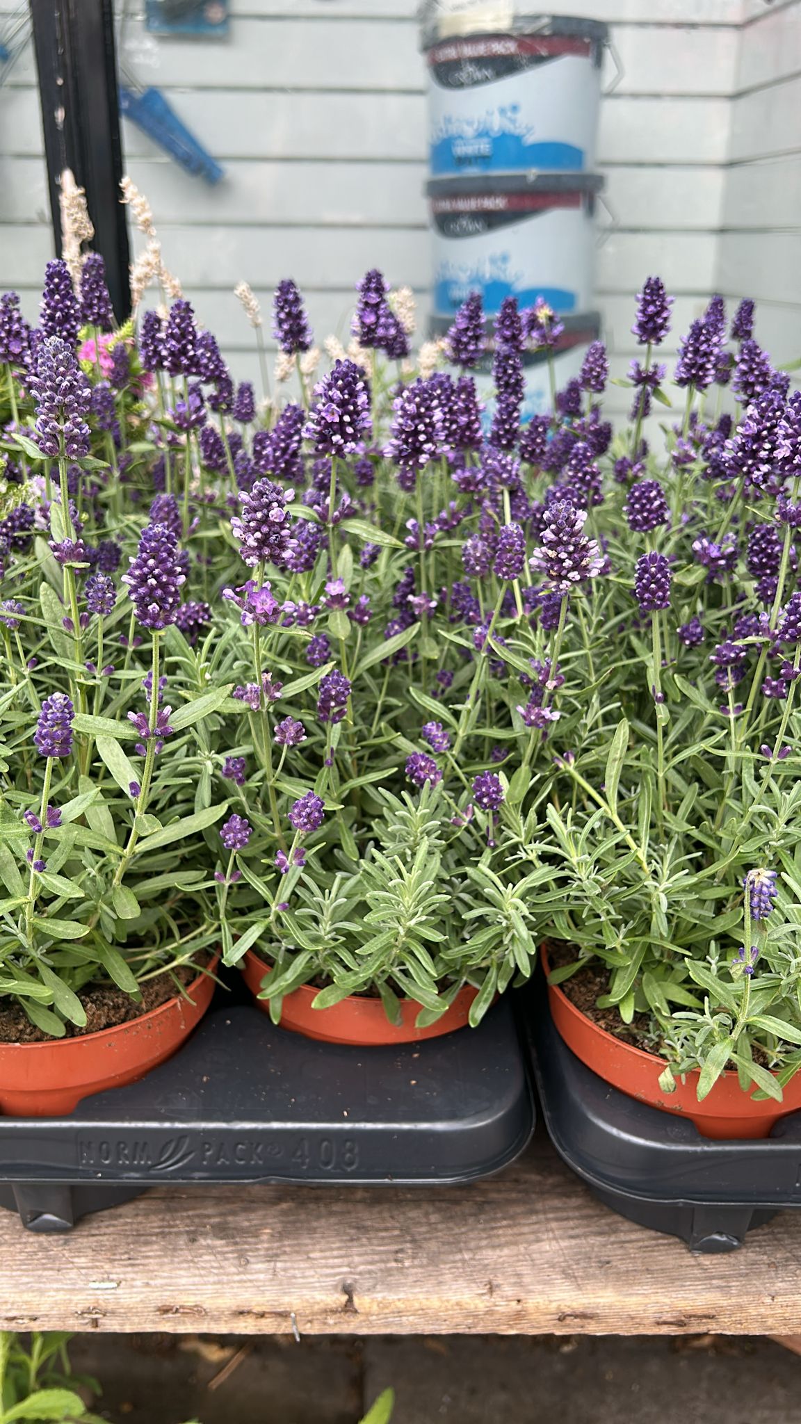Mixed Plants 7cm - 30cm Pots (LOCAL PICKUP / DELIVERY ONLY)