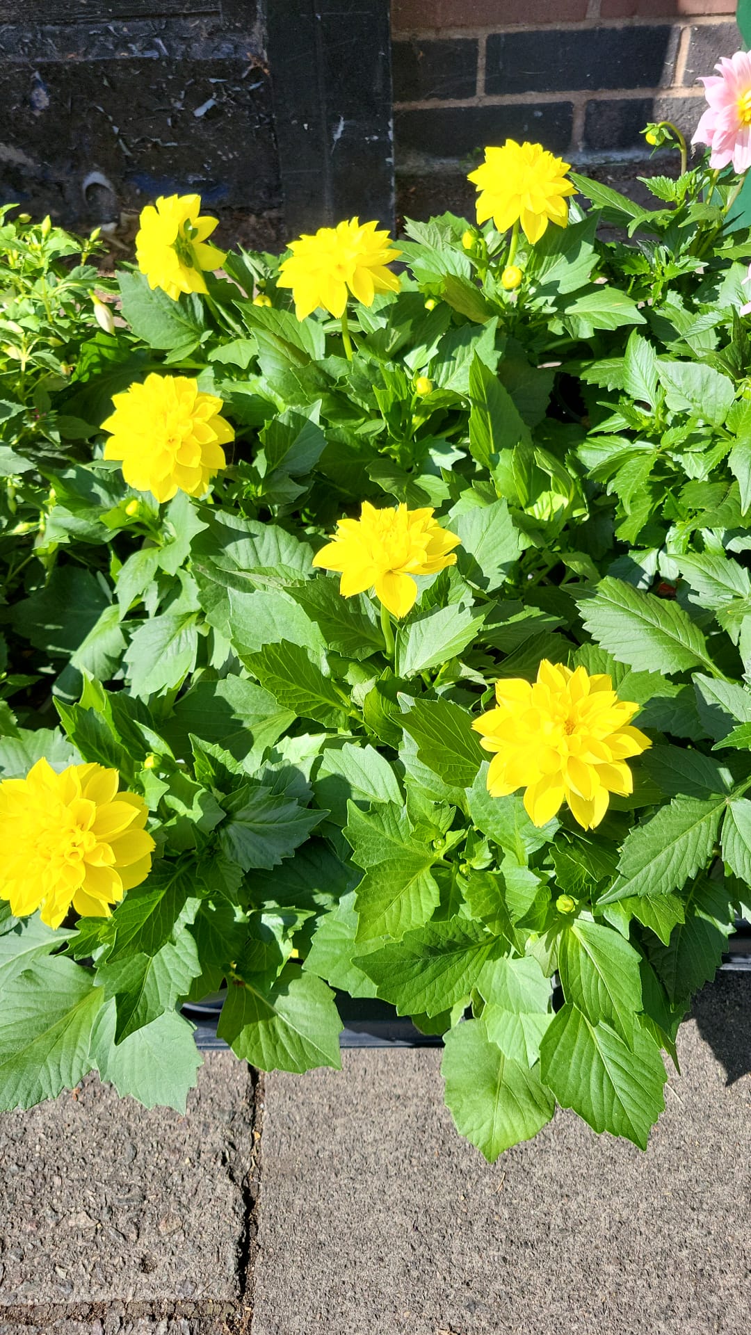 1L Pots Geraniums, Dahlias & Fuchsias (LOCAL PICKUP / DELIVERY ONLY)